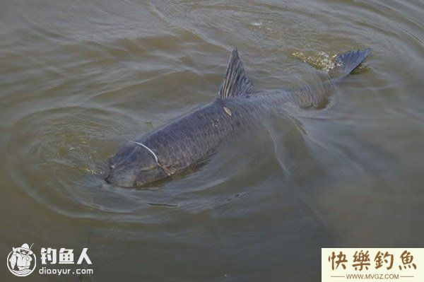 坑塘春钓青鱼的三个诀窍(图1)