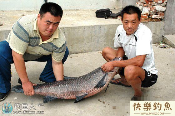用螺蛳手竿钓青鱼的技巧全解析(图1)