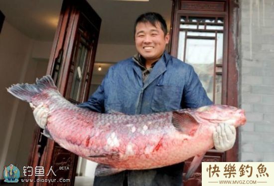 实战浅水区用螺蛳垂钓青鱼的总结(图1)