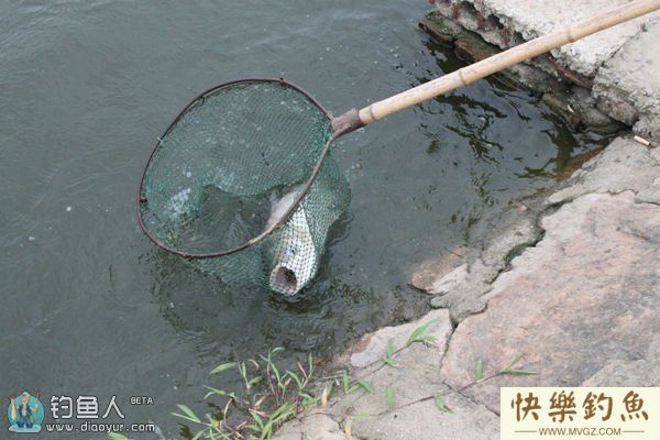 垂钓青鱼时的调漂及提竿要领(图2)