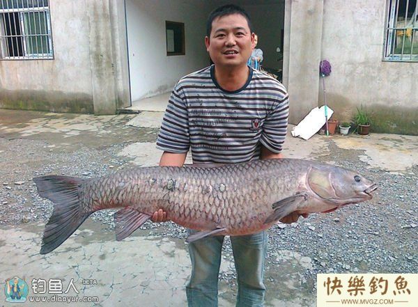 垂钓大青鱼的选点配饵技巧及注意事项(图2)