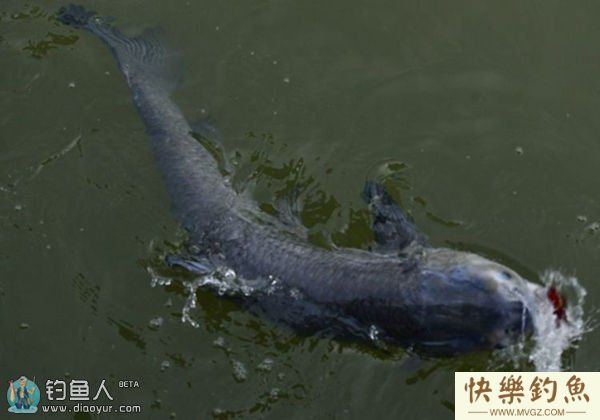 垂钓大青鱼的选点配饵技巧及注意事项(图1)