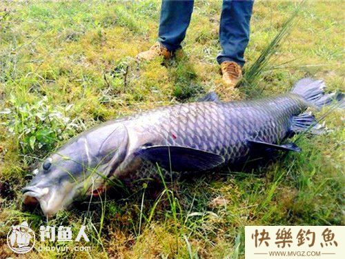 夏季海竿野钓青鱼的四个技巧(图1)