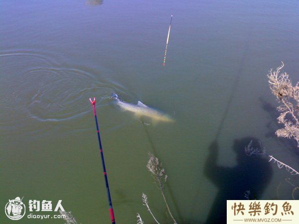 高手谈手、海竿水库钓大青的心得技巧(图2)