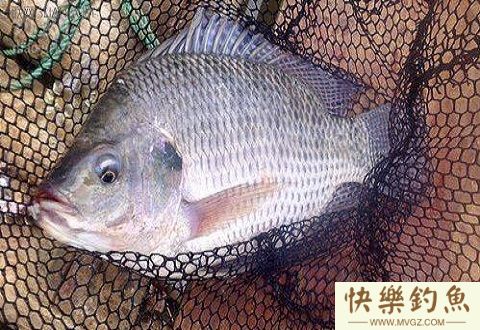 钓罗非鱼必备的钓竿、钓组、饵料、浮漂的配置方法