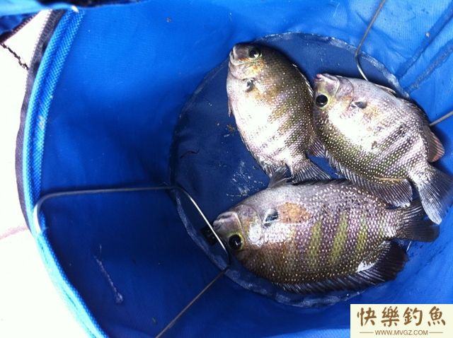 钓罗非有鱼泡却不上鱼的原因分析(图3)