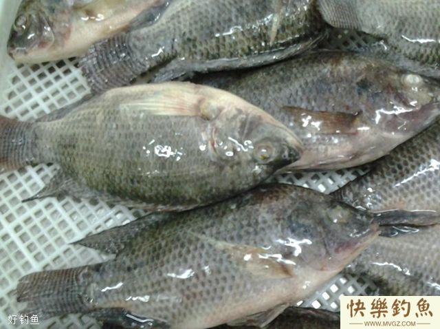 钓罗非的钓法、钓位和饵料选择(图1)