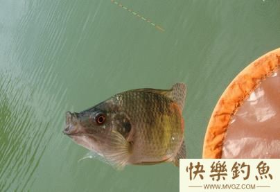 钓罗非鱼的窝饵配方与装备选择技巧(图1)