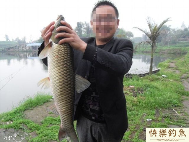 夏季高温天气水库钓草鱼的4个技巧(图2)