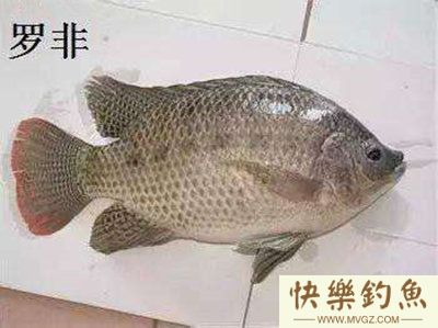 从饵料、钓法、时间3个方面谈谈钓罗非鱼方法(图1)