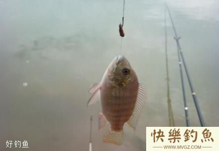 从饵料、钓法、时间3个方面谈谈钓罗非鱼方法(图2)