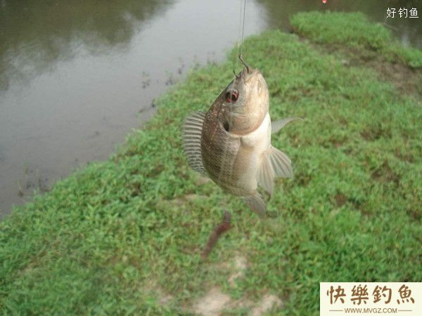 抛竿串钩钓罗非的钓饵钓点选择及钓法(图2)