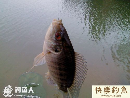老钓友四季钓罗非鱼经验总结(图1)