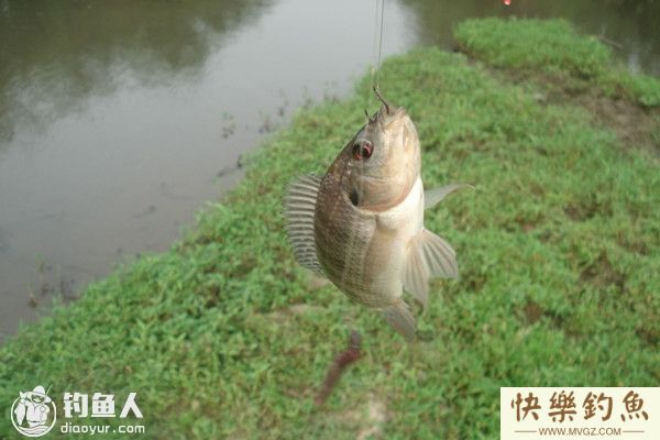 秋季钓罗非鱼的鱼钩饵料选择技巧(图1)