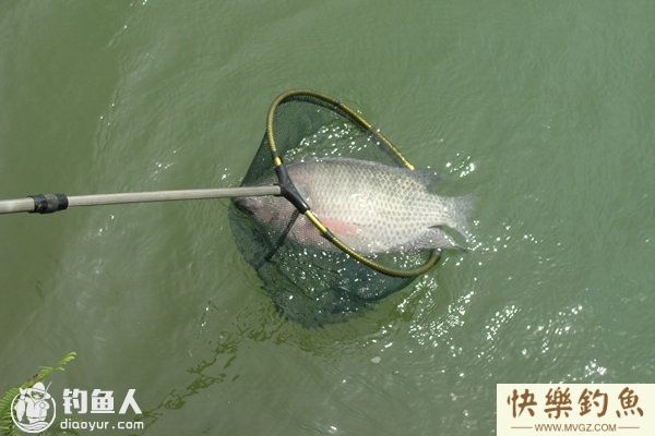 野钓罗非鱼的钓位选择和习性分析(图1)
