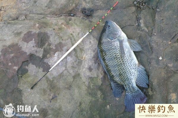 夏钓罗非鱼的选位用饵技巧及习性分析(图1)