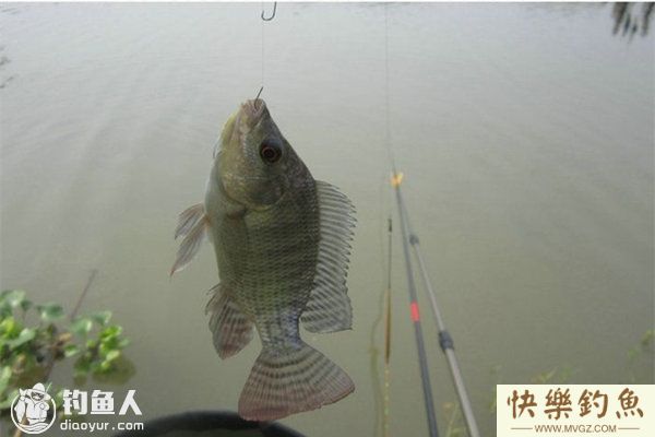 夏季钓鱼避小罗非鱼闹窝的技巧(图1)