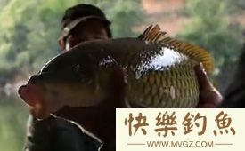收集民间17种钓鳊鱼饵料诱饵窝料配方分享
