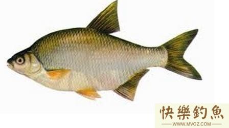 详细了解如何钓好鳊鱼的技巧详解(图1)