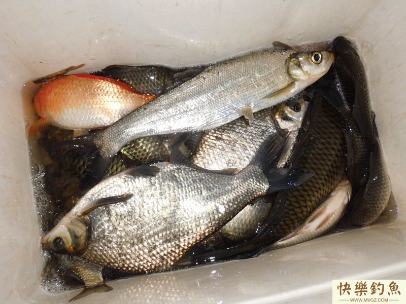 春日天塘小钓渔获鳊鱼鲫鱼图享(图3)