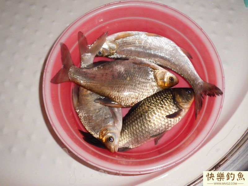 春日天塘小钓渔获鳊鱼鲫鱼图享(图5)