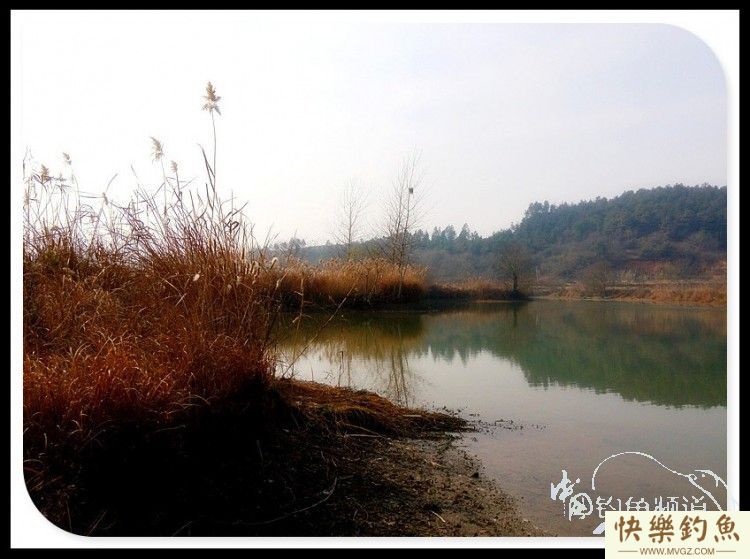 拆迁塘探钓渔获大丰-大鳊鱼大鲤鱼(图2)