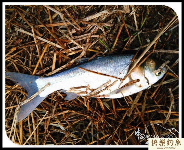 拆迁塘探钓渔获大丰-大鳊鱼大鲤鱼(图12)