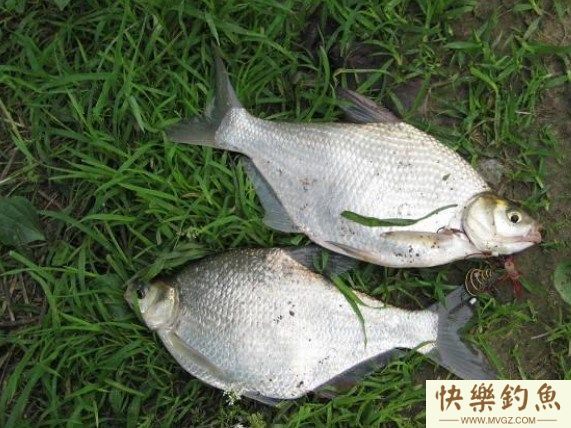 传统钓法如何钓鳊鱼的一些技巧(图1)