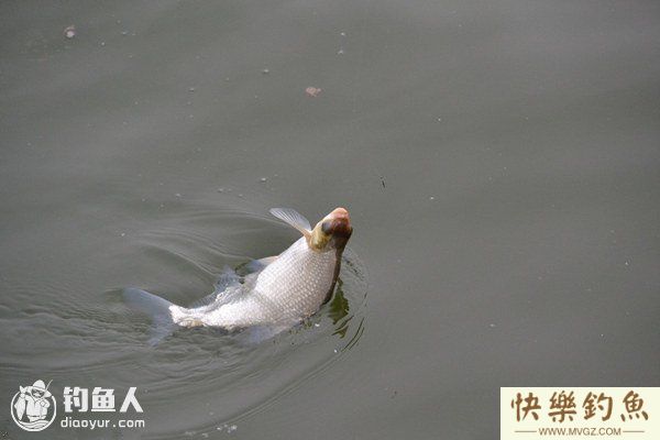 初探三春时节钓鳊鱼技法(图1)