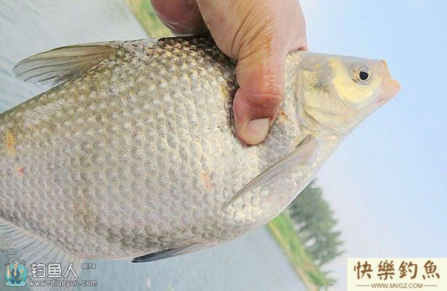 秋钓鳊鱼的线组搭配与钓技钓法(图1)