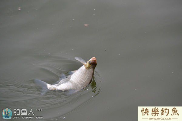 夏季水库钓鳊鱼的技巧(图1)