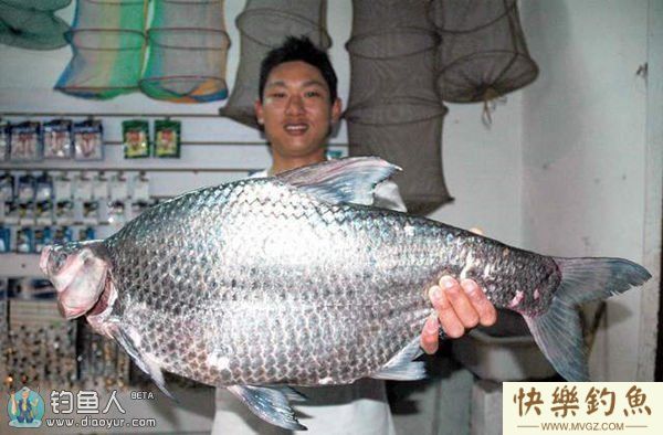 钓鱼高手谈六月钓鳊鱼的技巧(图1)
