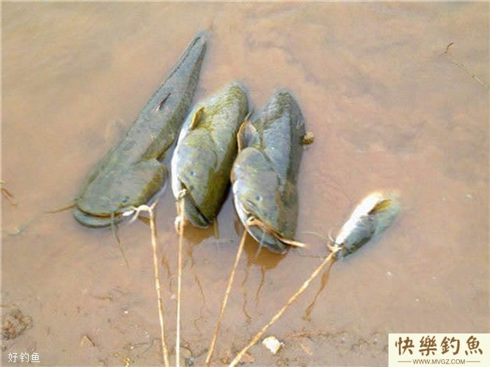 鲫鱼草鱼鲤鱼鲶鱼的找鱼道技巧(图2)