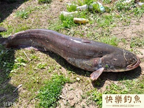 手竿钓鲶鱼与排钓鲶鱼的技巧分享(图1)