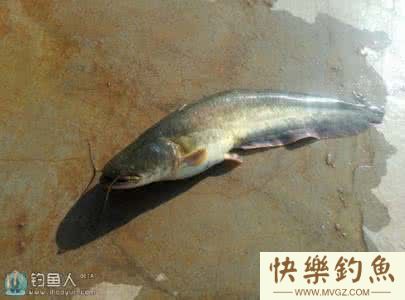 钓鲶鱼不空军的5个方法(图1)