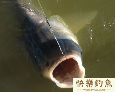 不同对象鱼上钩时的浮漂呈现状态(图1)