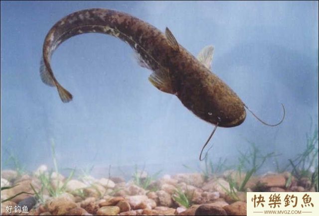 夏季阵雨过后是钓鲇鱼的好时候(图1)