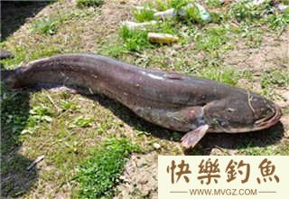 夏钓钓鲶鱼应该用什么饵料与垂钓时机的掌握(图3)