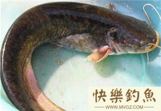 夏钓钓鲶鱼应该用什么饵料与垂钓时机的掌握(图2)
