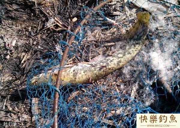 冬季溪流钓鲶鱼的技巧攻略(图1)