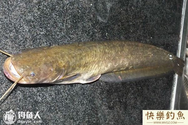 秋钓鲶鱼的饵料选择及钓具搭配(图1)