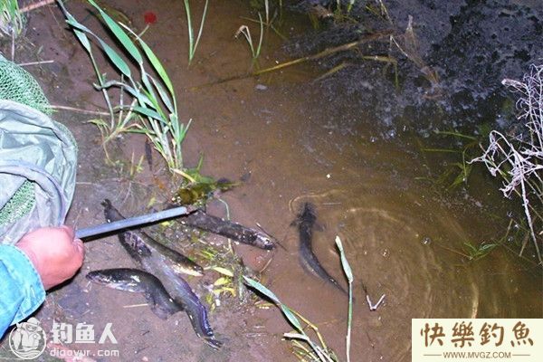 秋季钓鲶鱼的用饵技巧及钓法(图1)