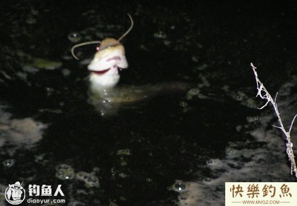 初秋夜钓鲶鱼的选位用饵打窝技巧(图1) 初秋夜钓鲶鱼的选位用饵打窝技巧(图1)