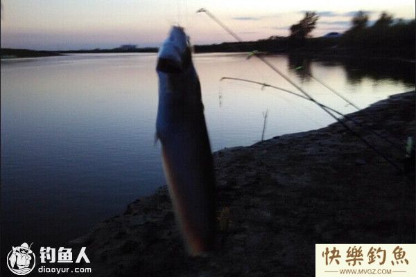 初秋夜钓鲶鱼的选位用饵技巧及钓法(图1)