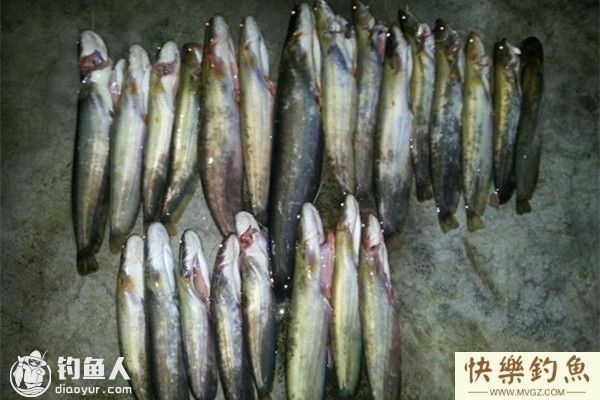秋季钓鲶鱼和黄颡鱼的用饵技巧(图1)