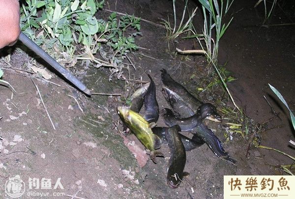 初秋夜钓鲶鱼的用饵选择及装钩技巧(图1) 初秋夜钓鲶鱼的用饵选择及装钩技巧(图1)
