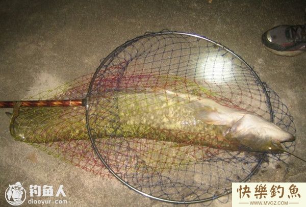 抛竿夜钓鲶鱼的实战技巧分析和注意事项(图1)