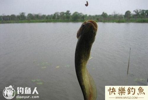 夏末阴雨天钓鲶鱼和黄颡鱼的技巧(图1)