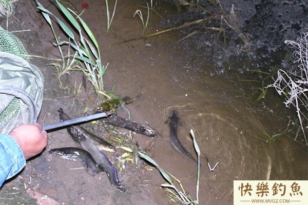 夏钓鲶鱼的选时选位及钓法技巧(图1)