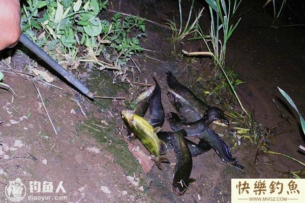 野钓鲶鱼的钓具配置技巧和垂钓要点(图1)